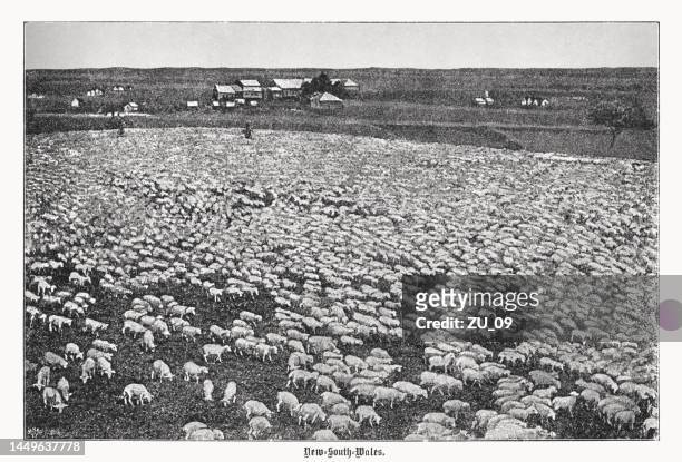 flock of sheep, new south wales, australia, halftone print, published in 1899 - factory farming stock illustrations
