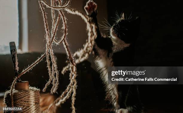 a mischievous young cat plays with a spool of twine - motion capturing stock pictures, royalty-free photos & images