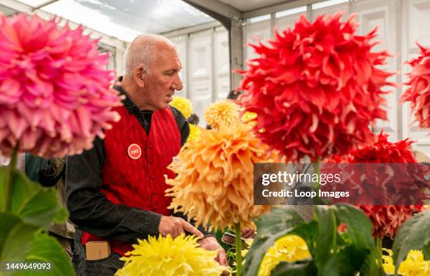 Judge wearing a red waistcoat inspects big colourful red flowers on the first day of the Autumn Harrogate Flower Show at Newby Hall in Ripon in...