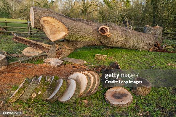 Cutting up a rotten tree which has been felled. News Photo - Getty Images