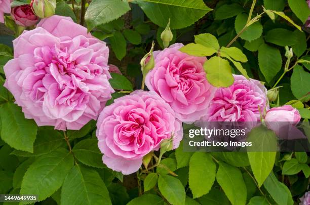 Close up of pink rose ‘Gertrude Jekyll’ growing on trellis on a wall in the garden in summer.