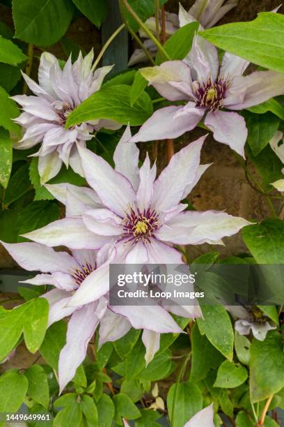 Close up of clematis 'Samaritan Jo' plant growing on a wall in the garden in summer.