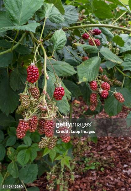 Close up of blackberries growing in a garden in summer.