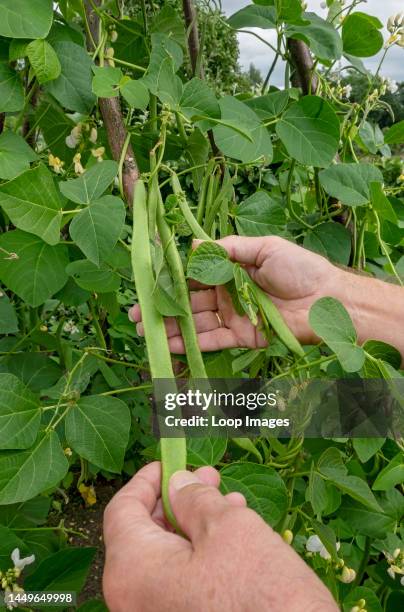 Close up of man picking runner beans 'White lady' growing up a frame in a vegetable garden in summer.