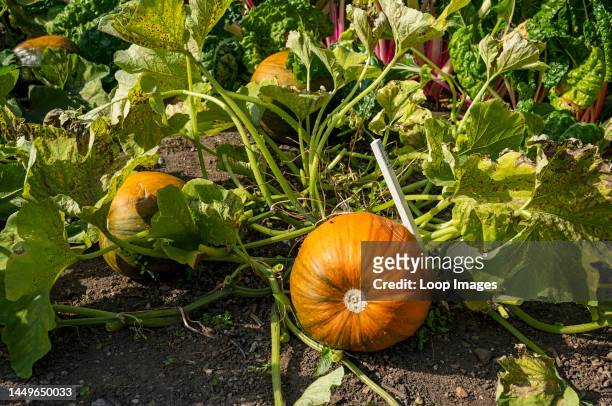 Pumpkin Cargo variety growing in a vegetable garden in autumn.