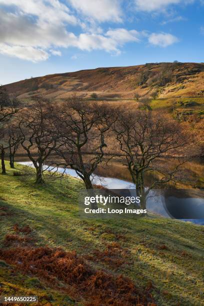 Trees on the banks of Penygarreg Reservior in the Elan Valley in Wales.