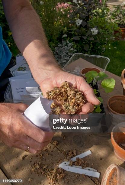 Close up of man putting saved calendula seeds in an envelope in autumn.