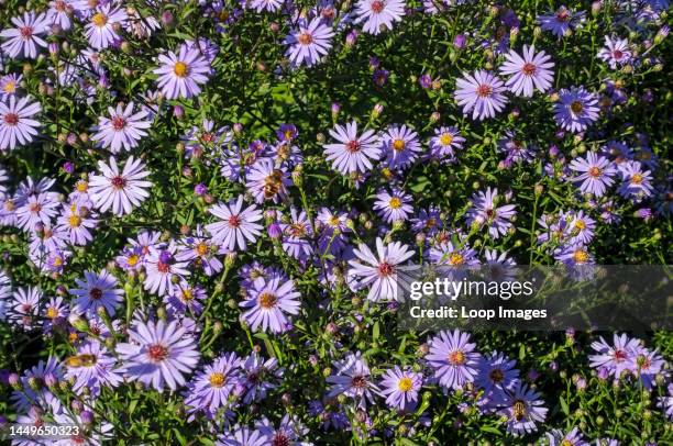 Close up of purple aster flowers growing in the garden in autumn.