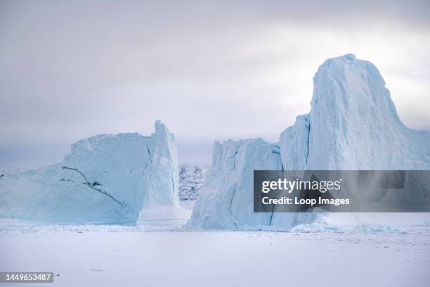 Huge icebergs tower over the sea ice in Uummannaq fjord in north west Greenland.