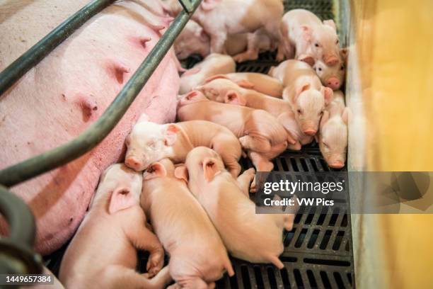 Piglets resting with their mother.