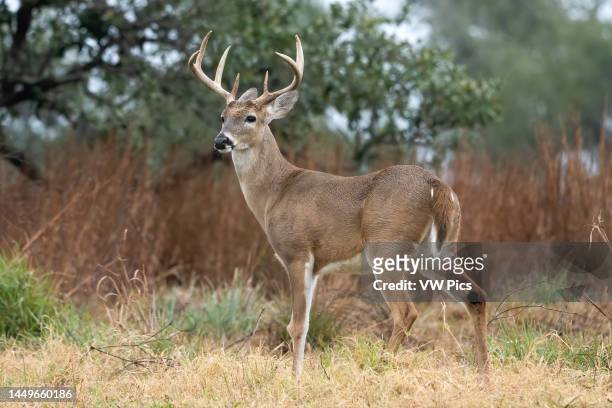 Male or buck White-Tailed Deer, Odocoileus virginianus, near Goose Island State Park in Texas.