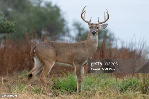 Male or buck White-Tailed Deer, Odocoileus virginianus, near Goose Island State Park in Texas.