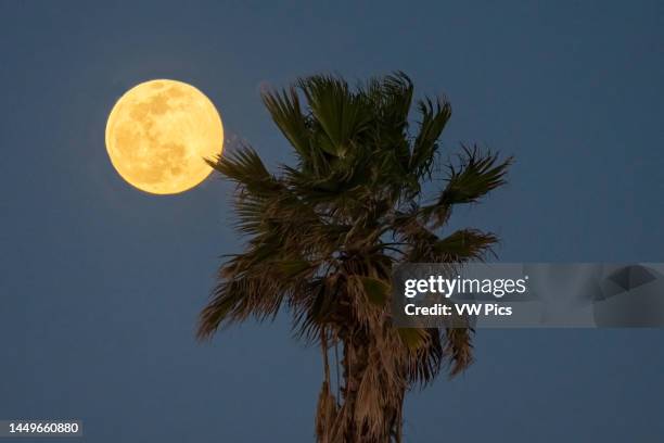 The full Wolf Moon rising behind a fan palm tree in January as seen from South Padre Island, Texas.