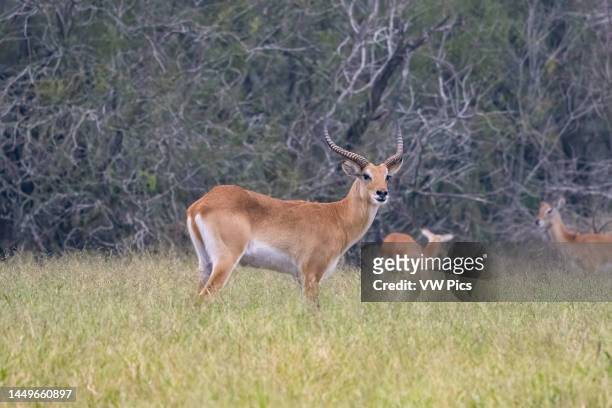 Male Red Lechwe, Kobus leche, roaming free in an 800-acre private reserve in south Texas, USA. Male lechwes are called rams and females are called...