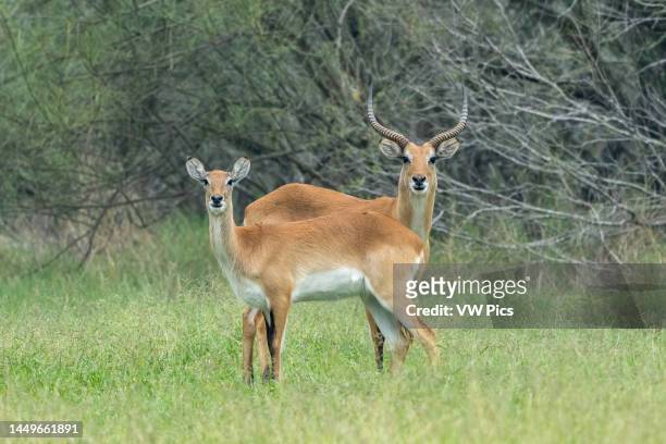 Male and a female Red Lechwe, Kobus leche, roaming free in an 800-acre private reserve in south Texas, USA. Male lechwes are called rams and females...