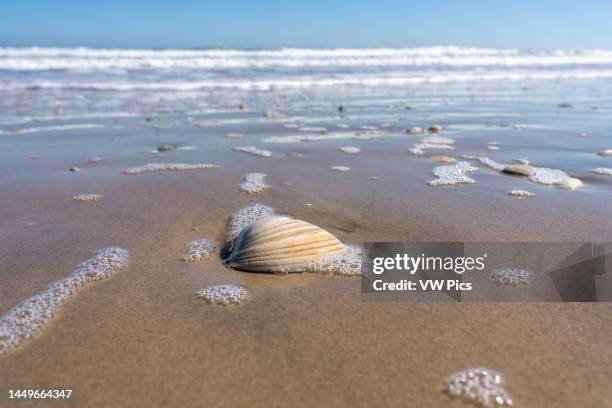 Large Southern Quahog seashell, Mercenaria mercenaria, washed up on the beach by the waves on South Padre Island, Texas.