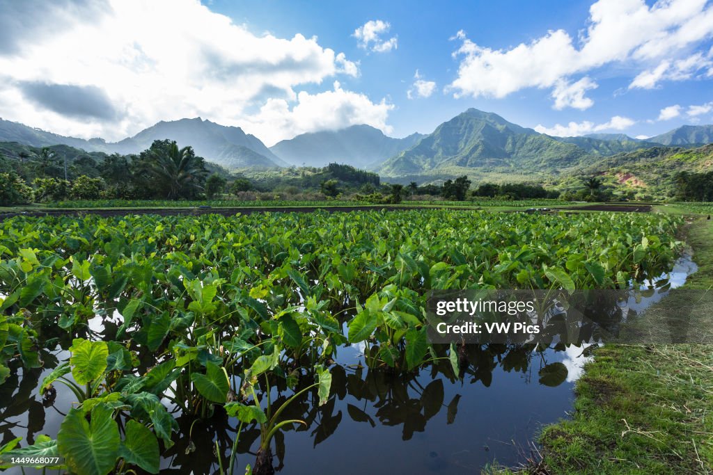 Taro plants growing in a flooded field on a farm in the Hanalei Valley on the island of Kauai, Hawaii