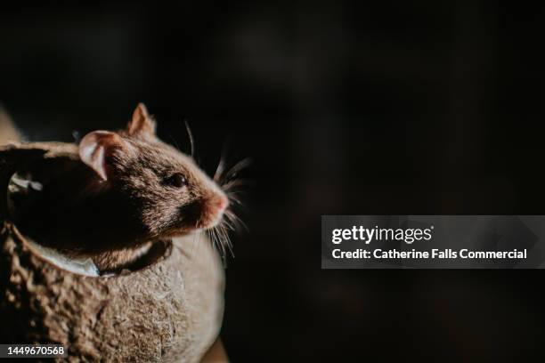 a little brown hamster peeks out of a coconut house - hamster cage stock pictures, royalty-free photos & images