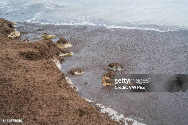 Brown algae accumulation in the shoreline of Altea, Alicante, Spain.