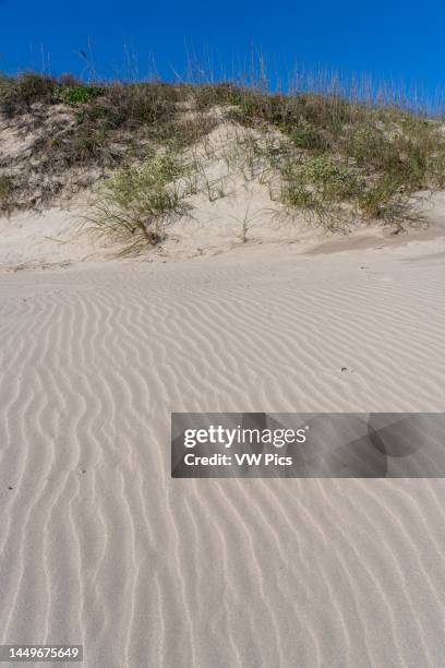 Uniola Uniola Paniculata Photos and Premium High Res Pictures - Getty Images