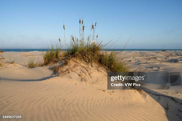 Uniola Uniola Paniculata Photos and Premium High Res Pictures - Getty Images