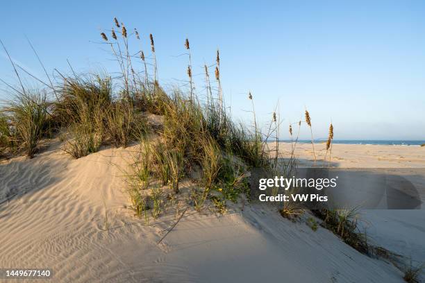 Uniola Uniola Paniculata Photos and Premium High Res Pictures - Getty Images