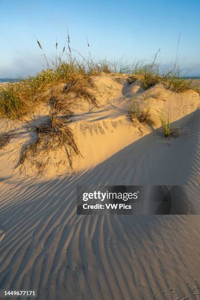 Uniola Uniola Paniculata Photos and Premium High Res Pictures - Getty Images