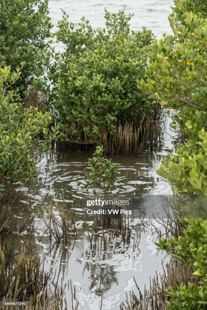 Blind Roots Pneumatophores or 'air-breathing roots' of the Black Mangrove,... News ...