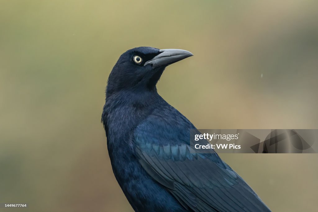 Portrait of a male Great-tailed Grackle on South Padre Island, Texas