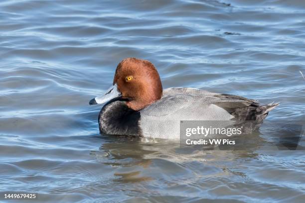 Redhead Drake Drakes Island Photos and Premium High Res Pictures - Getty Images