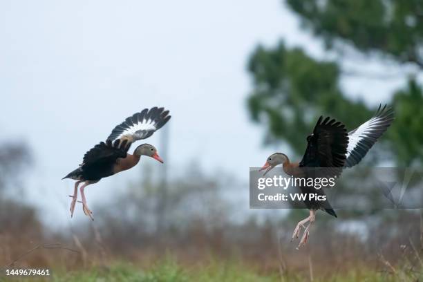 Two Black-bellied Whistling Ducks, Dendrocygna autumnalis, face off near Rockport, Texas..