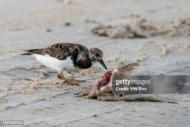 Ruddy Turnstone, Arenaria interpres, feeds on a dead fish on the beach at South Padre Island, Texas.