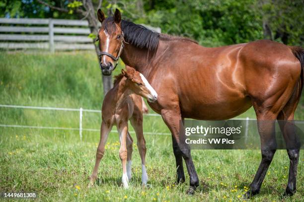 Foal and mare in field.