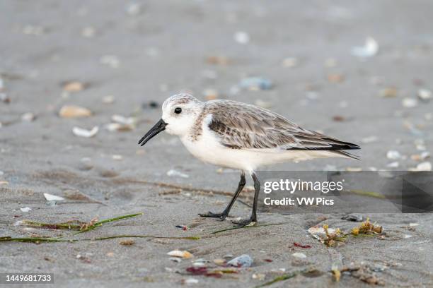 Sanderling, Calidris alba, foraging for marine crustaceans in the sandy beach. South Padre Island, Texas.