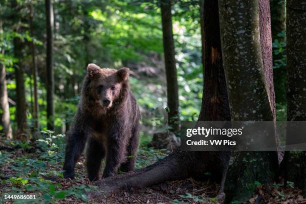 European brown bear , Notranjska forest, Slovenia..