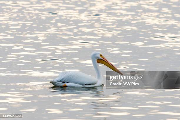 An American White Pelican, Pelecanus erythrorhynchos, in St. Charles Bay near Rockport, Texas..