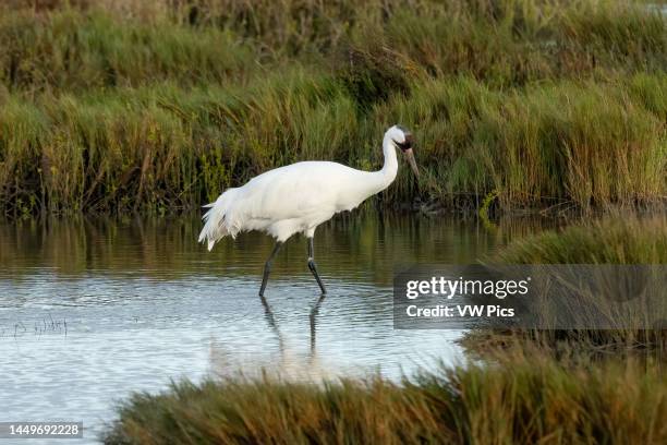 An adult Whooping Crane, Grus americana, in its wintering grounds in the Aransas National Wildlife Refuge in Texas..
