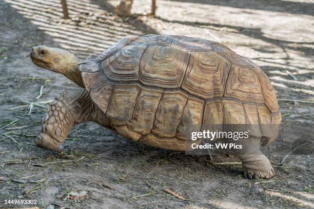 African Spurred Tortoise or Sulcata Tortoise, Centrochelyx sulcata, in the South Padre Island Birding & Nature Center, Texas..