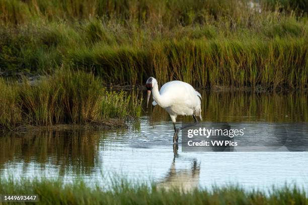 An adult Whooping Crane, Grus americana, hunting for crabs in a saltwater marsh in the Aransas National Wildlife Refuge in Texas..