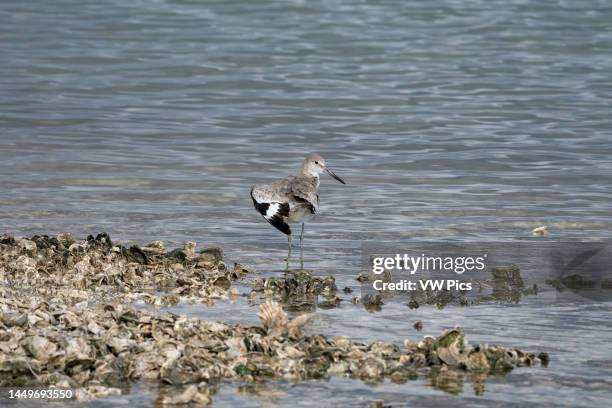 Willet, Tringa semipalmata, preening on an oystershell island in the Aransas National Wildlife Refuge in Texas..