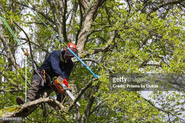 England, Hampshire, Romsey, Ampfield, Hillier Gardens, Aborist Jon Hammerton Felling Diseased Tree with Chainsaw.