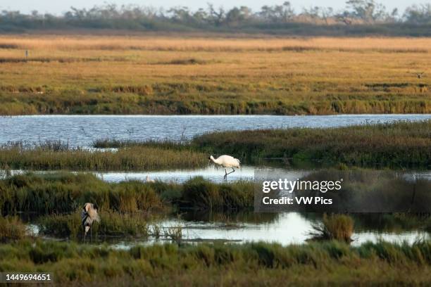 Whooping Crane, Grus americana, a Great Blue Heron and a White Ibis in the Aransas National WIldlife Refuge in Texas..