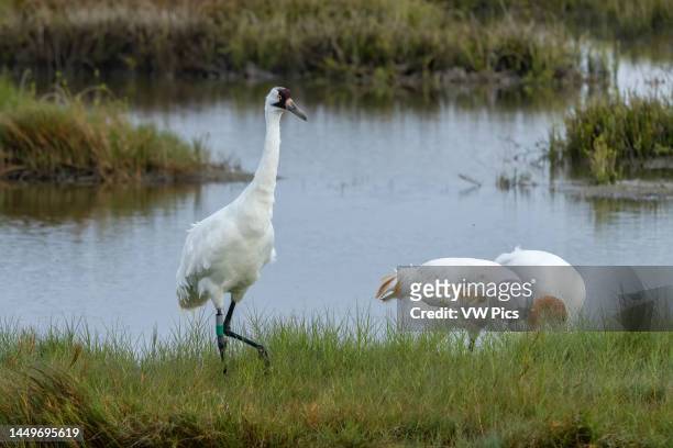 Family of Whooping Cranes, Grus americana, in the Aransas National Wildlife Refuge. The juvenile bird has the rusty coloration on its head, neck and...