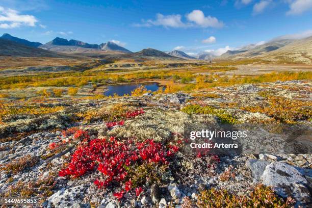 Red leaves of alpine bearberry on the tundra in autumn at Doraldalen, Rondane National Park, Innlandet, Oppland, Norway.