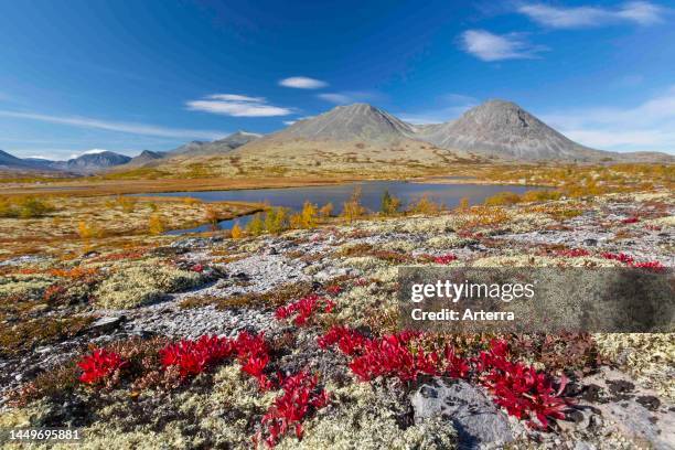 Alpine bearberry and reindeer lichen on the tundra in autumn and the Stygghoin mountain range at Doraldalen, Rondane NP, Innlandet, Oppland, Norway.