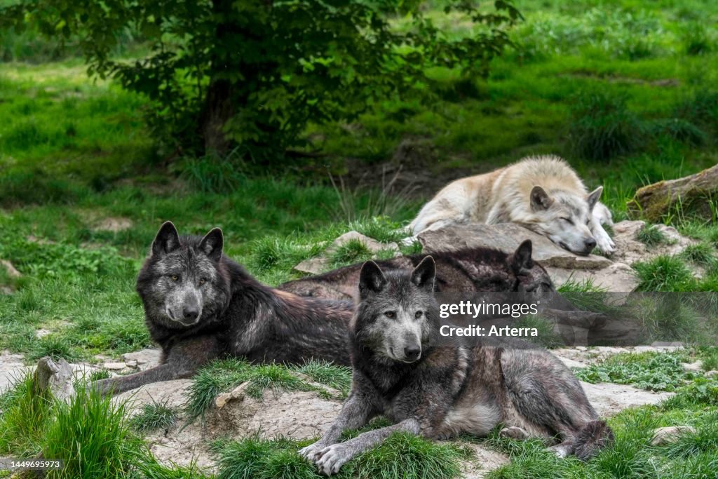 Nwt Wolves Pack of black and white Northwestern wolves / Mackenzie Valley wolf ...