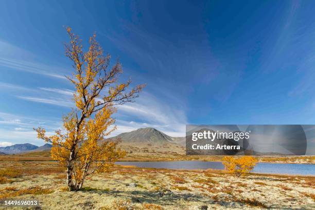 Silver birch and reindeer lichen on the tundra in autumn and the Stygghoin mountain range at Doraldalen, Rondane NP, Innlandet, Oppland, Norway.