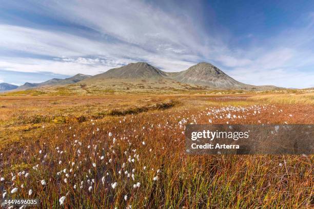 Bog with cottongrass / common cottonsedge and the Stygghoin / Stygghoin mountain range at Doraldalen in autumn, Rondane NP, Innlandet, Oppland,...