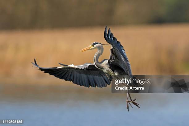 Grey heron landing with spread wings in shallow water of lake.