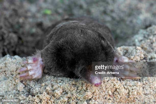 European mole / common mole lying on bare soil showing nose and powerful forelimbs / forepaws with large paws adapted for digging.
